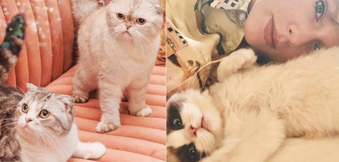 10 αγαπημένοι stars που είναι οι μεγαλύτεροι cat lovers