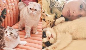 10 αγαπημένοι stars που είναι οι μεγαλύτεροι cat lovers