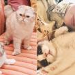 10 αγαπημένοι stars που είναι οι μεγαλύτεροι cat lovers